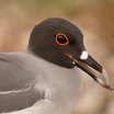 Swallow-tailed Gull